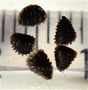 Seeds
